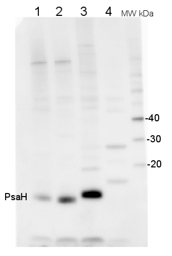 western blot detection using PsaH antibody
